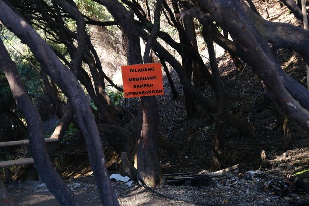唐库班佩拉胡山区，一棵枝叶悬垂的大古树，抬头望着粗壮的树干和蜿蜒的树枝图片下载