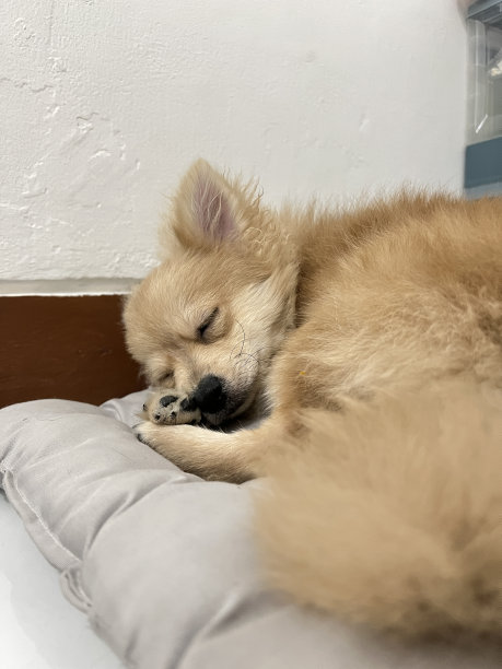 可爱的棕色狐狸脸波美拉尼亚狗睡在垫子或床垫上图片下载