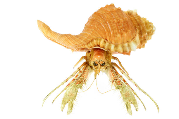 产于菲律宾的梨海中寄居蟹(dardanus sp.)图片下载