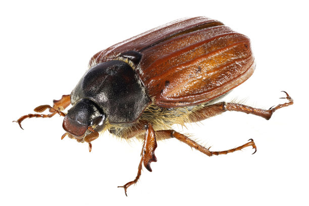 产自欧洲的一种鸡皮草(Melolontha)图片下载