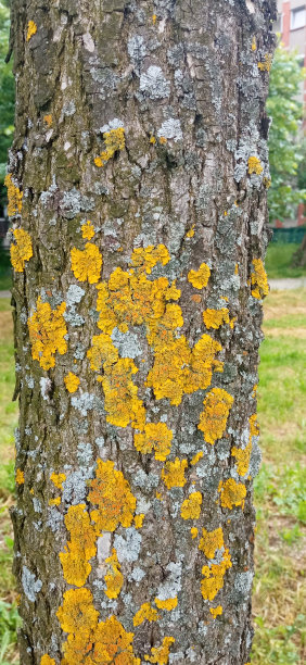 树上有黄色的装饰品图片下载