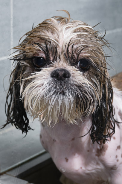 浴缸里湿的狗。图片下载