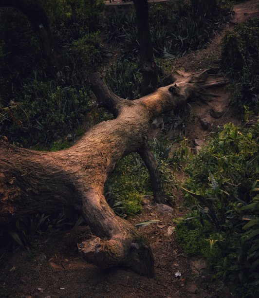 森林砍伐图片下载