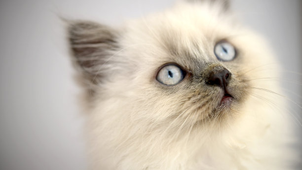 一个年轻的暹罗小猫在浅色背景的肖像。蓝眼睛，长胡子。图片下载
