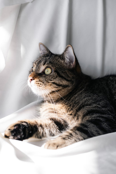 一只条纹猫躺在白色的背景上，看着镜头，玩着玩具，露出牙齿，咬人。猫的特写照片，从上面看。这个品种是杂种。美丽的猫。图片下载