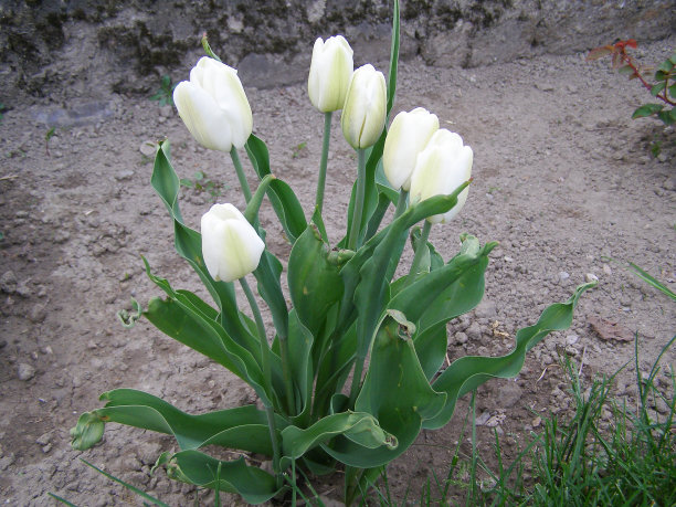 郁金香白花科学家。郁金香的名字图片下载