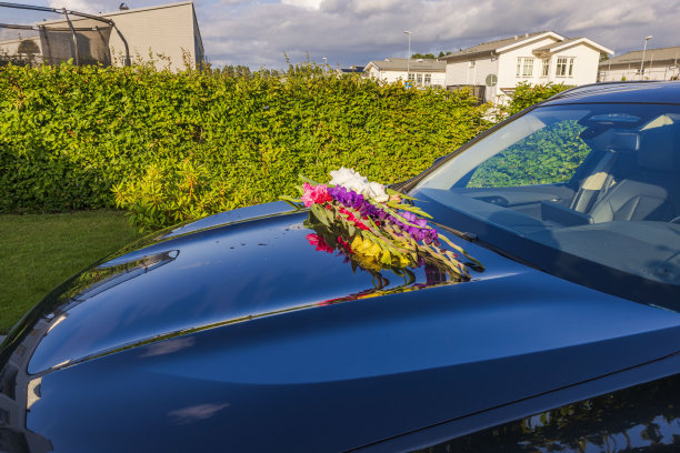 黑色汽车引擎盖上五颜六色的剑兰。瑞典。图片下载