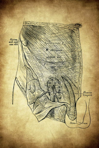 腹股沟和大腿的地形图图片下载