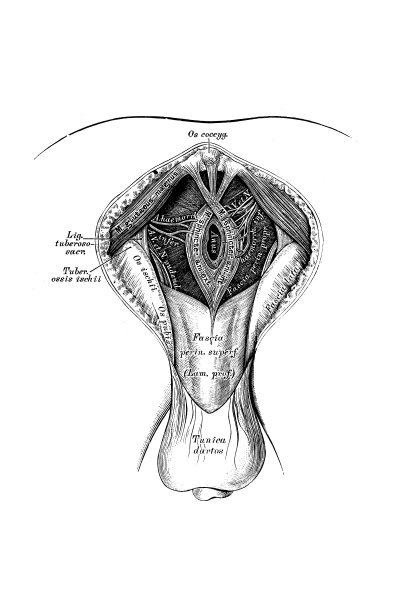 男性会阴地形图片下载