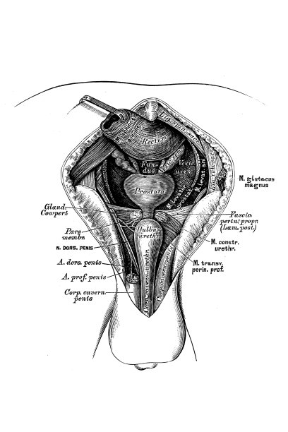 男性会阴地形图片下载