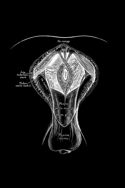 男性会阴地形图片下载