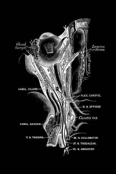 眼部神经图片下载