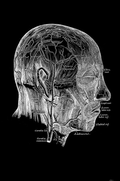 面部和颅骨的动脉图片下载