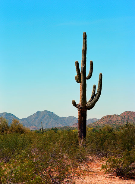 老仙人掌仙人掌索诺拉沙漠亚利桑那州电影图片下载