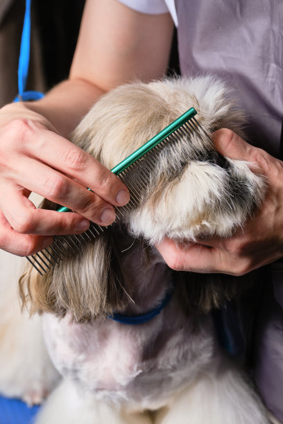 美容师给狗梳狗毛。图片下载