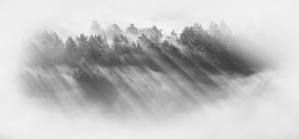 森林里的雾图片下载