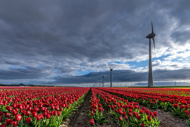 郁金香领域图片下载