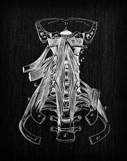 人体解剖学古董插图:头部和颈部肌肉图片下载