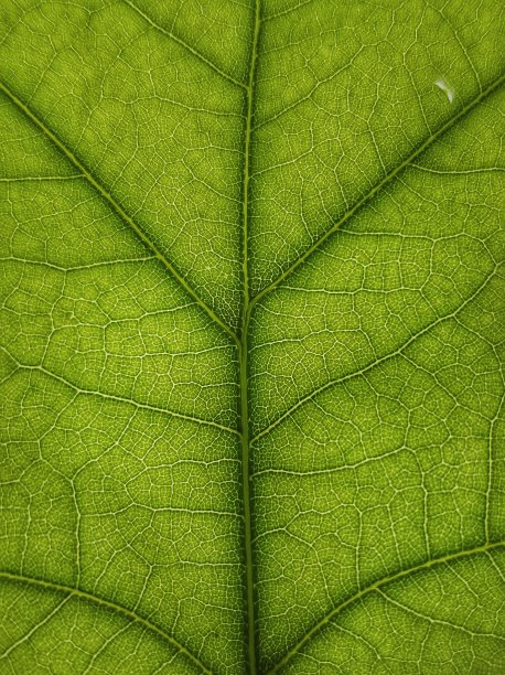 叶细节，叶图案，绿叶，叶纹理图片下载