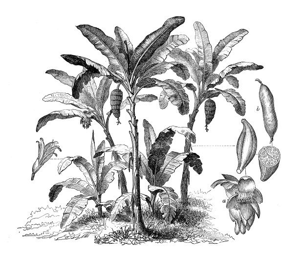 植物学植物仿古雕刻插图:芭蕉、香蕉树图片下载