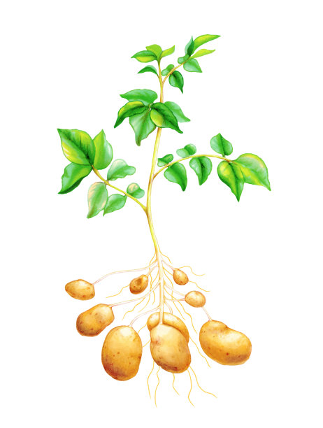 马铃薯植物图图片下载