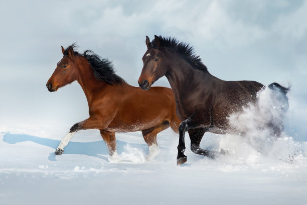 马在雪地里奔跑图片下载