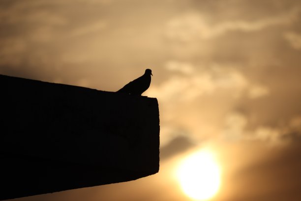 鸟类收藏图片下载