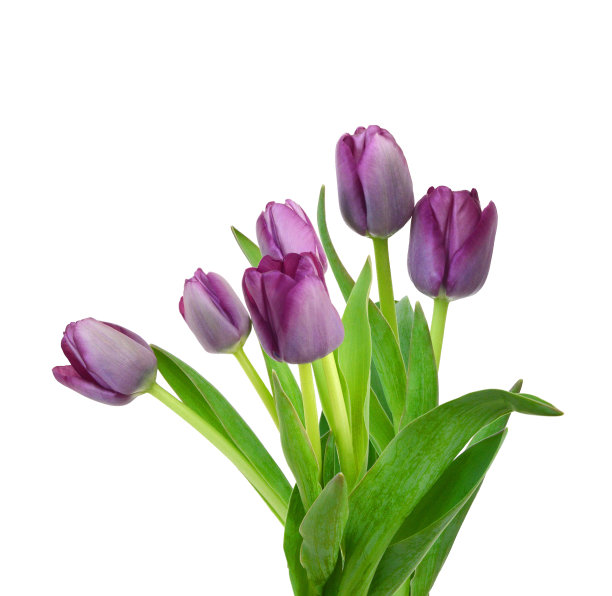 彩色郁金香花孤立在白色图片下载