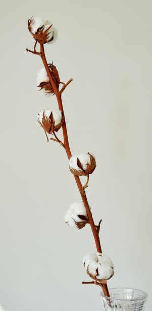 一根棉花小枝立在白色的背景上图片下载