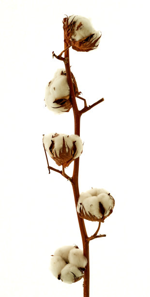 一根棉花小枝立在白色的背景上图片下载