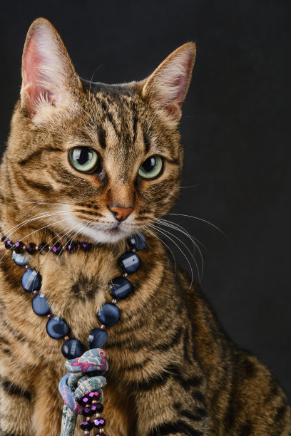 时尚美女虎斑猫戴着珠子。图片下载