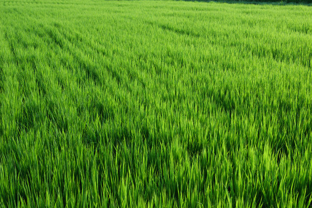 近景绿色稻田背景图片下载