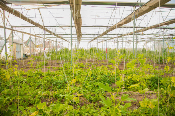在大型工业温室或聚棚内种植的作物和蔬菜。现代农业和印度。图片下载