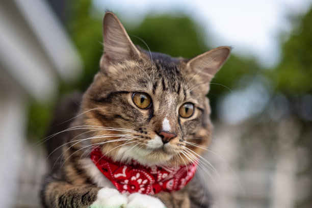 猫脸特写。一只雄性小猫的肖像。猫看起来好奇而警觉。一张猫的脸的详细图片，黄色清澈的眼睛。可爱的猫脸特写。一只戴着红围巾的小猫图片下载