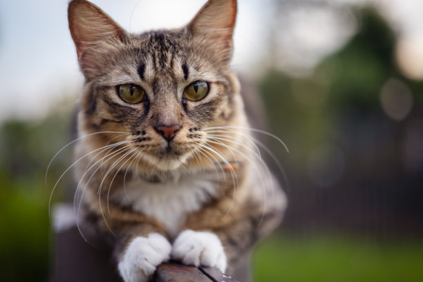 猫脸特写。一只雄性小猫的肖像。猫看起来好奇而警觉。一张猫的脸的详细图片，黄色清澈的眼睛。可爱的猫脸特写。一只戴着红围巾的小猫图片下载