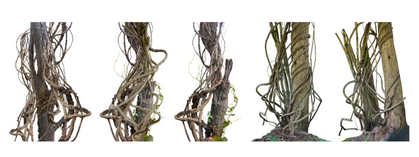 大集森林树干爬藤扭曲藤本植物和绿叶孤立在白色背景，剪辑路径包括。图片下载