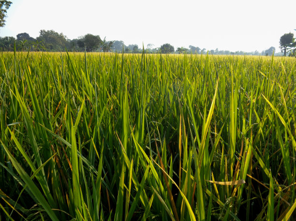 稻田里的水稻在晨光中生长图片下载