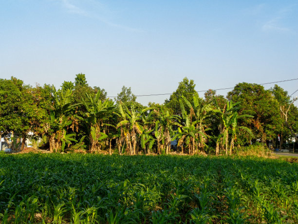 村里的晨景图片下载