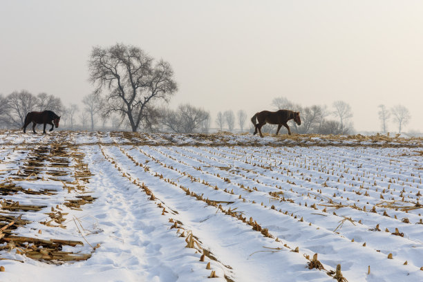 下雪的季节图片下载