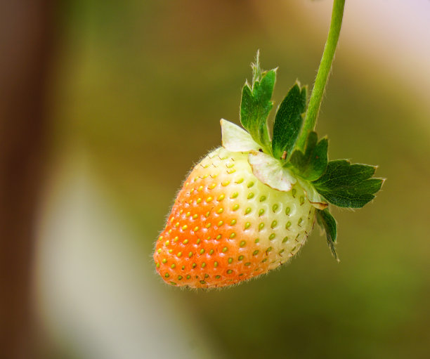 马来西亚的草莓种植园图片下载