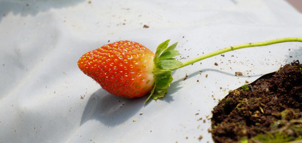 马来西亚的草莓种植园图片下载