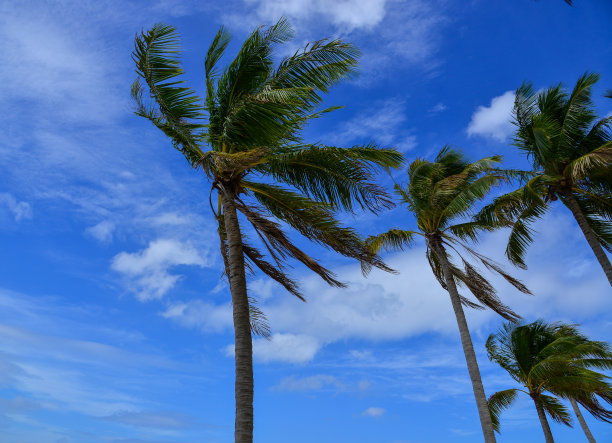 蓝天下的椰子树图片下载