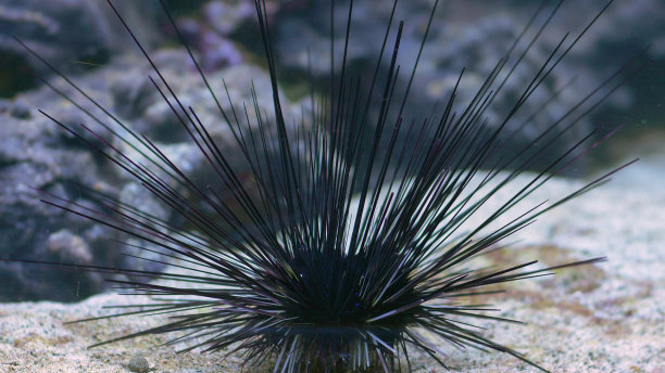 海底的海胆图片下载