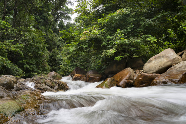 长曝光照片的水流下小溪与迷雾森林的背景。图片下载
