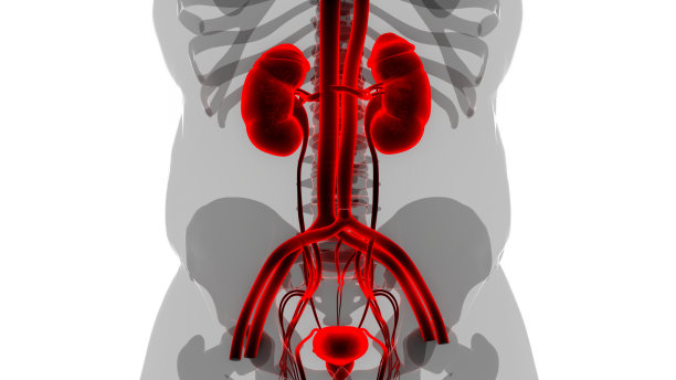 人类泌尿系统肾脏与膀胱解剖图片下载