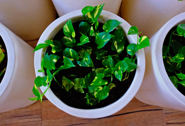 美观美观的树叶或植物壁纸或背景图片下载