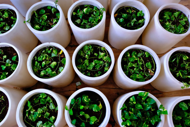 美观美观的树叶或植物壁纸或背景图片下载