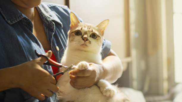 女人在腿上给猫修剪指甲，感觉很舒服。图片下载