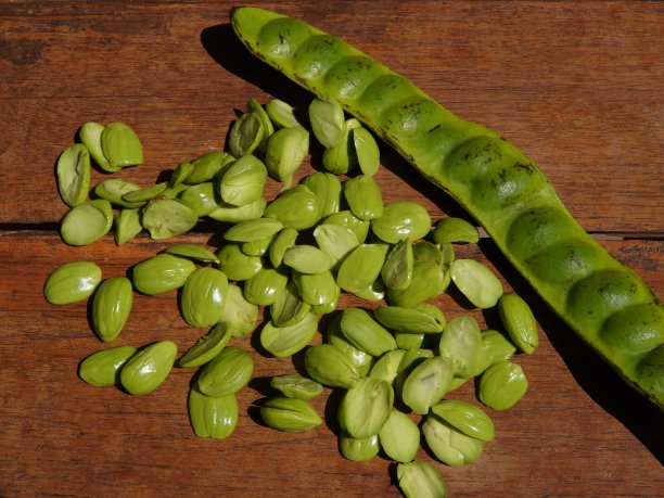 Parkia speciosa或俗称的臭豆或Petai是在木制基座上图片下载