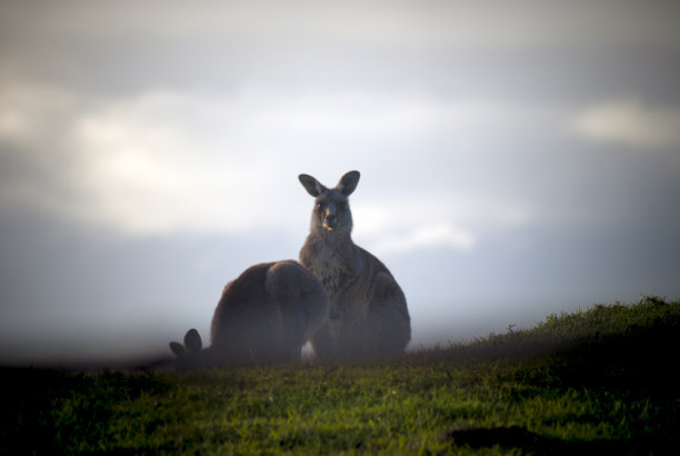 澳洲维多利亚州金星湾的东方灰袋鼠，巨巨袋鼠图片下载
